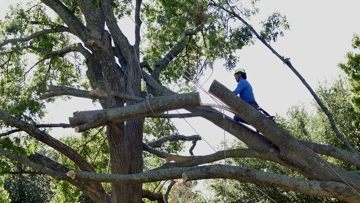 Professional Crown Thinning performed by certified arborists in Heath